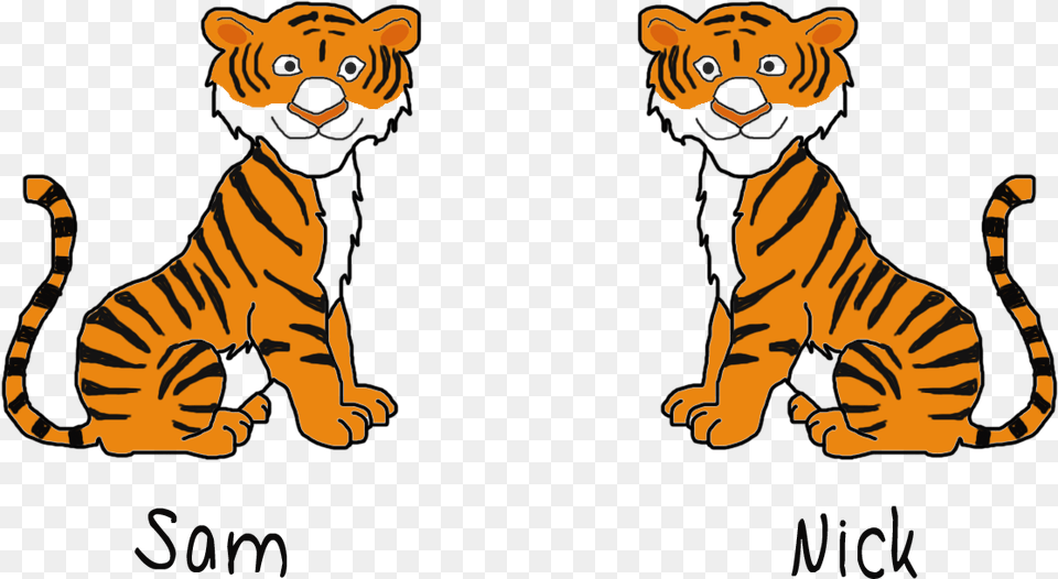 Jungle Tiger Vs Zoo Tiger, Animal, Bear, Mammal, Wildlife Png Image