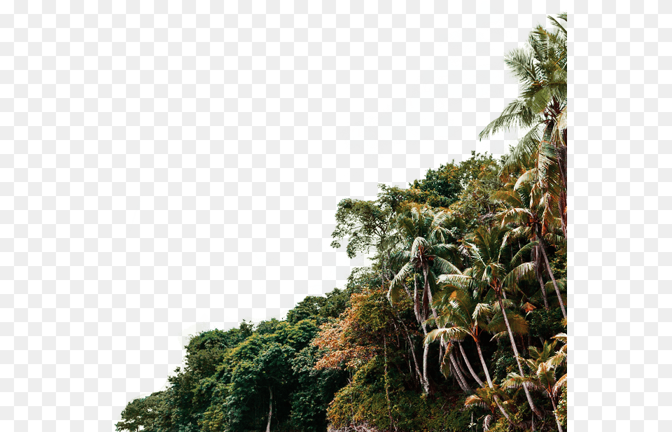 Jungle Tree Attalea Speciosa, Water, Sea, Vegetation, Rainforest Png