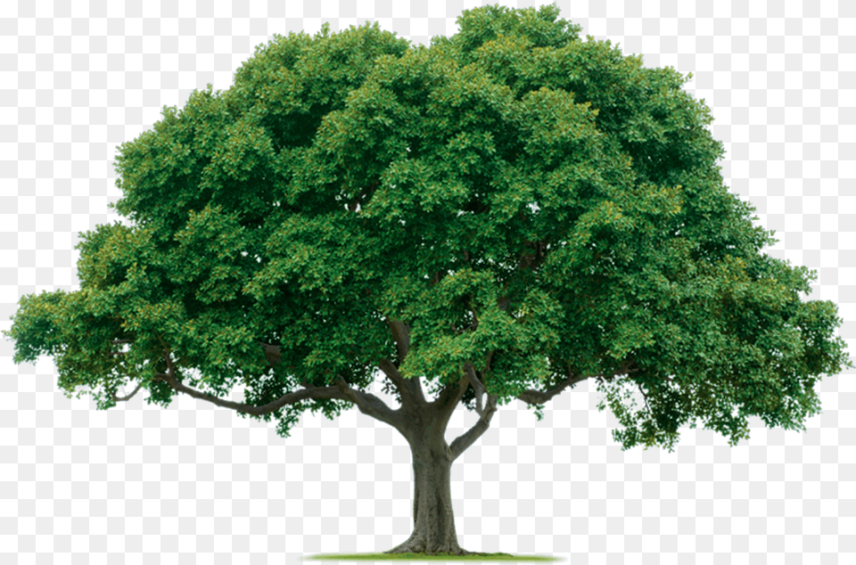 Jungle Tree Photos One Trees, Oak, Plant, Sycamore, Maple Png