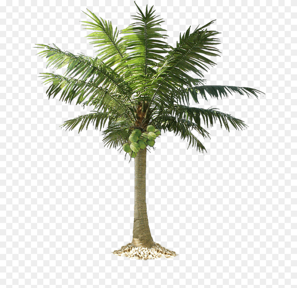 Jungle Tree Pic Coconut Tree, Palm Tree, Plant, Food, Fruit Free Transparent Png