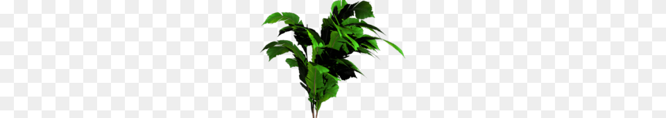 Jungle Tree Image, Green, Leaf, Plant, Vegetation Free Transparent Png