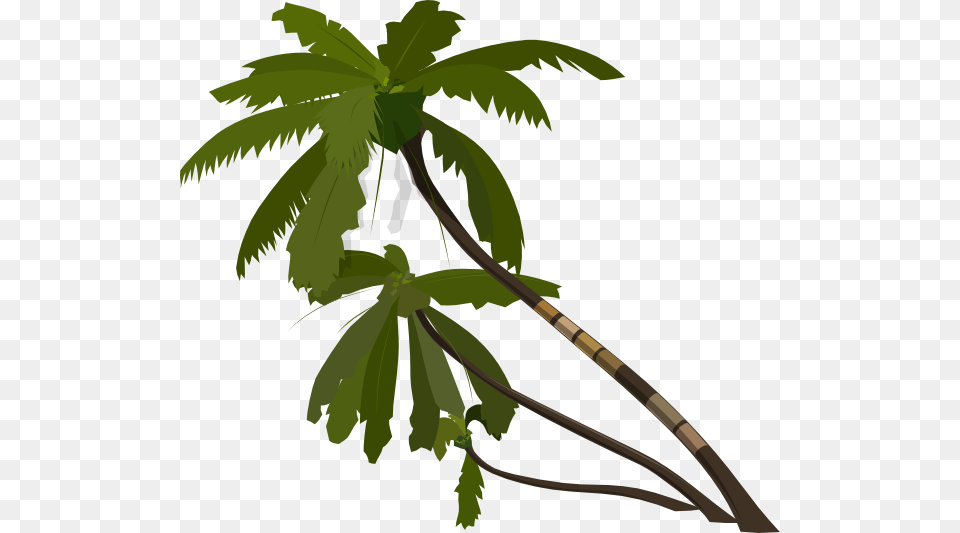 Jungle Tree Vector, Leaf, Palm Tree, Plant, Vegetation Png Image