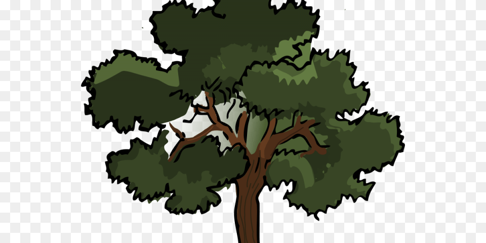 Jungle Trees Clipart Live Oak Tree Clipart, Plant, Sycamore, Vegetation, Person Png