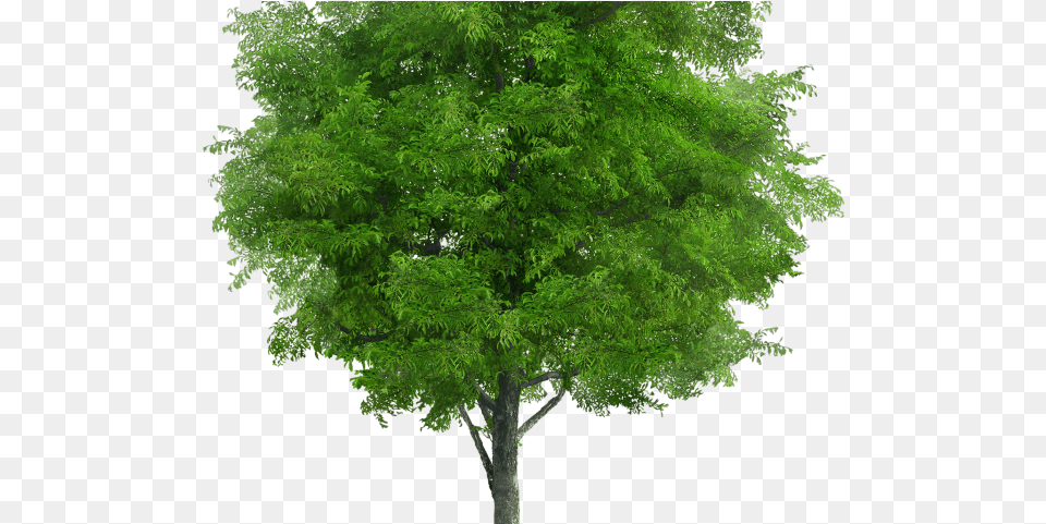 Jungle Trees Neem Tree, Plant, Maple, Oak, Sycamore Free Transparent Png