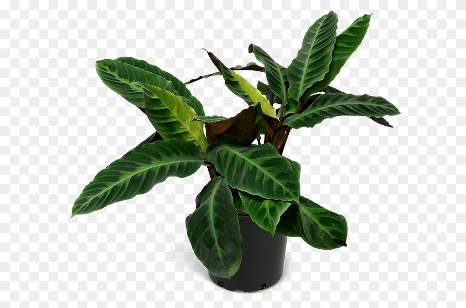 Jungle Velvet Calathea, Flower, Leaf, Plant, Potted Plant Free Png