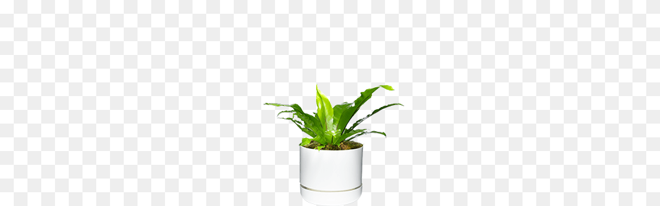 Jungle Vibes, Jar, Plant, Planter, Potted Plant Free Png Download