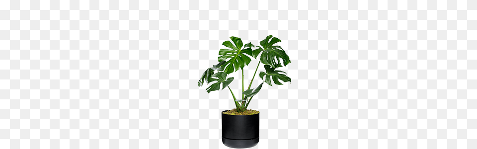 Jungle Vibes, Leaf, Palm Tree, Plant, Potted Plant Free Transparent Png