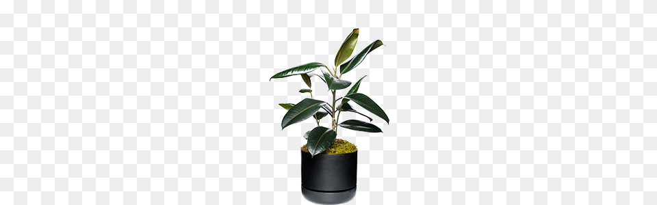 Jungle Vibes, Tree, Leaf, Plant, Potted Plant Free Transparent Png