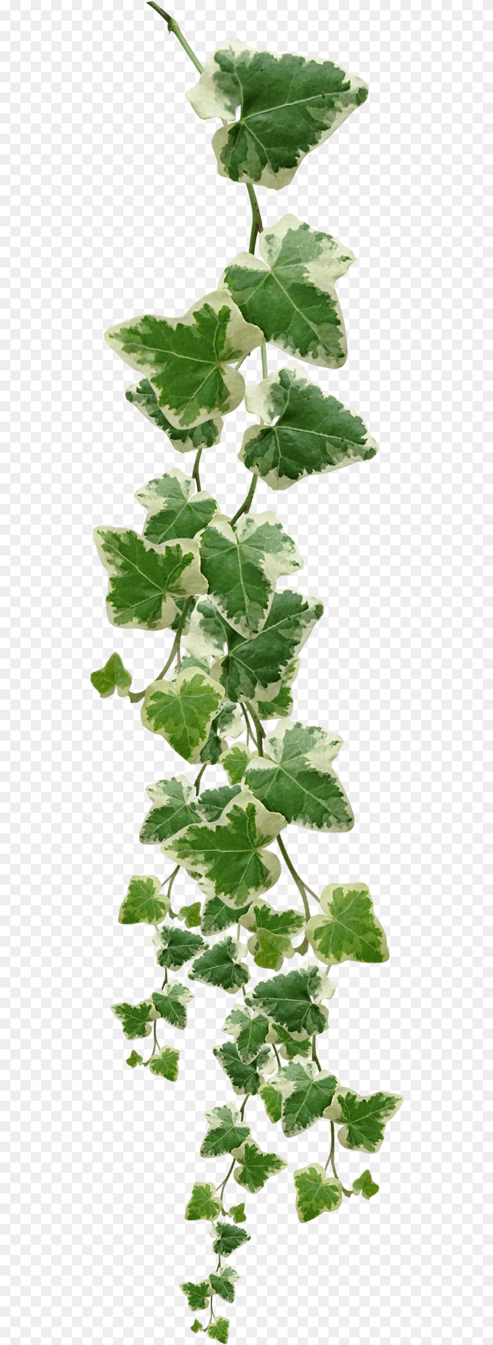 Jungle Vine Border Joy Studio Design Gallery Best Design Ivy, Leaf, Plant Free Png