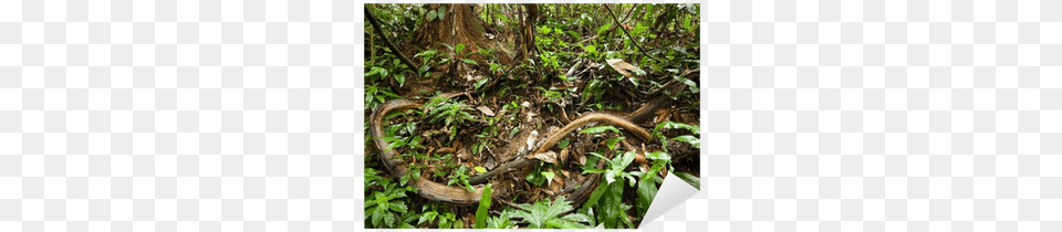 Jungle Vines, Vegetation, Tree, Rainforest, Plant Free Transparent Png