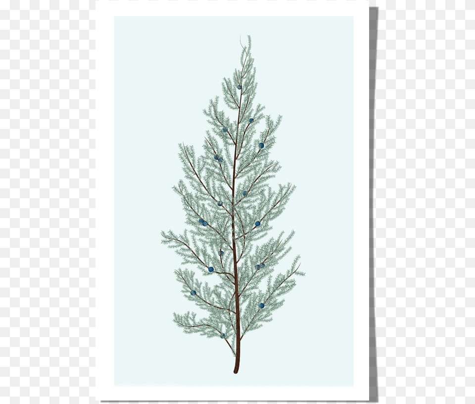 Juniper Art Print Roo Kee Roo Western Yellow Pine, Plant, Tree, Ice, Conifer Free Png