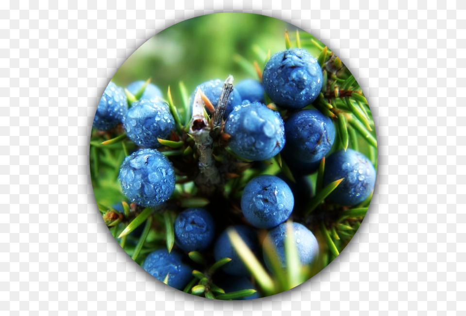 Juniper Berries, Berry, Blueberry, Food, Fruit Png Image