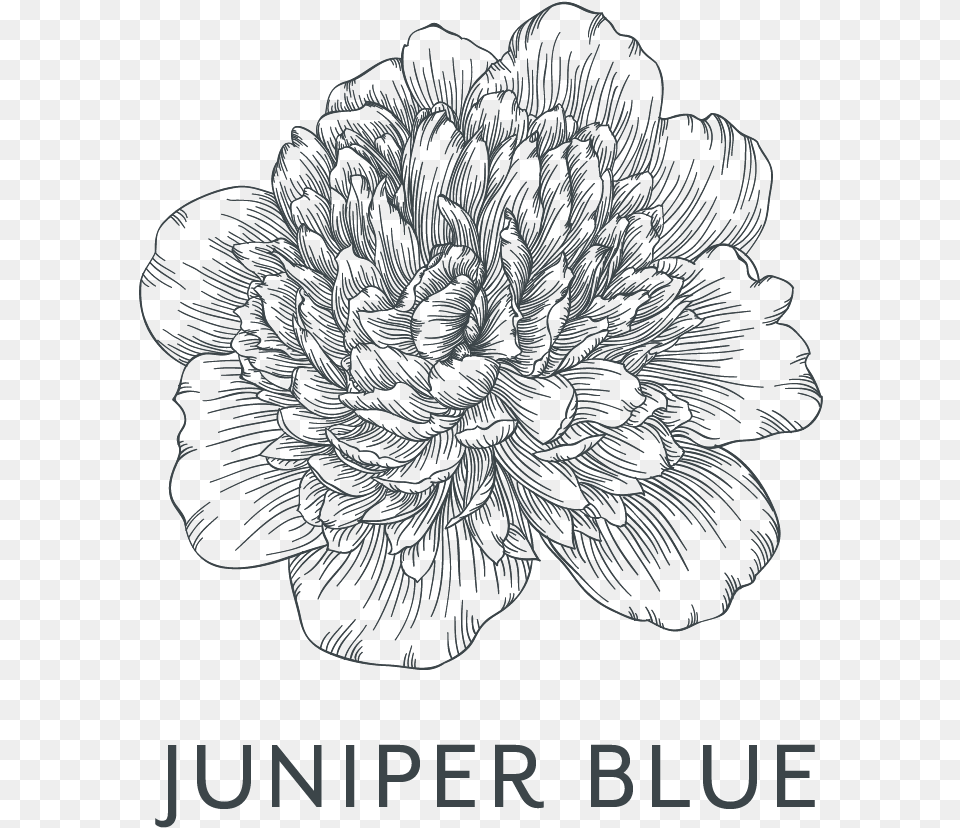 Juniper Blue Studio, Dahlia, Flower, Plant, Art Free Transparent Png