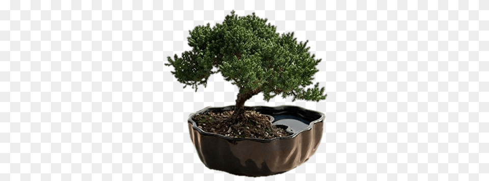 Juniper Bonsai, Plant, Potted Plant, Tree Free Png Download