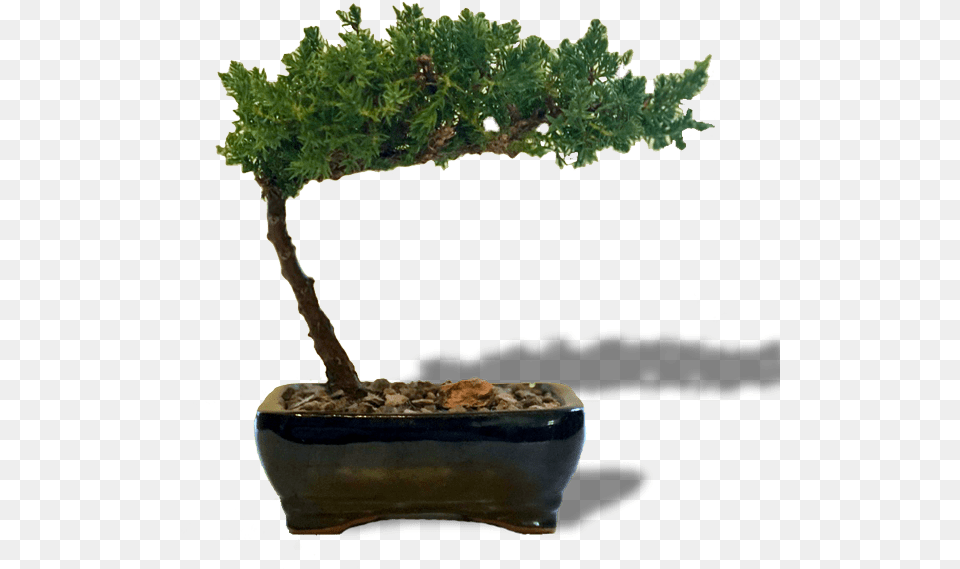 Juniper Bonsai Small Bonsai, Conifer, Plant, Potted Plant, Tree Free Transparent Png