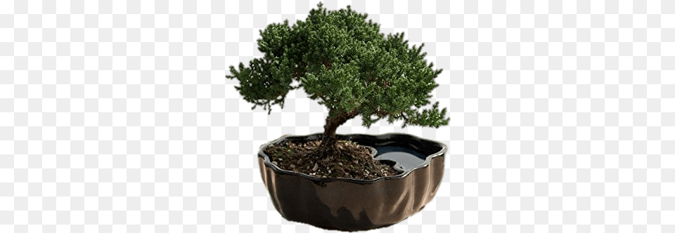 Juniper Bonsai Creative Gift For Boss, Plant, Potted Plant, Tree Free Transparent Png