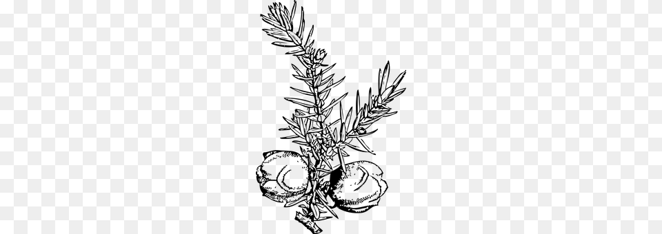 Junipers Gray Free Png