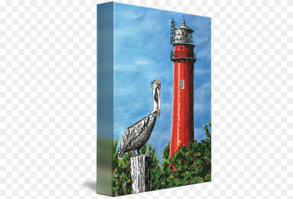 Jupiter Inlet Lighthouse By Laura Lee Art Clip Art Jupiter Inlet Lighthouse Amp Museum, Animal, Bird, Beak, Waterfowl Free Png
