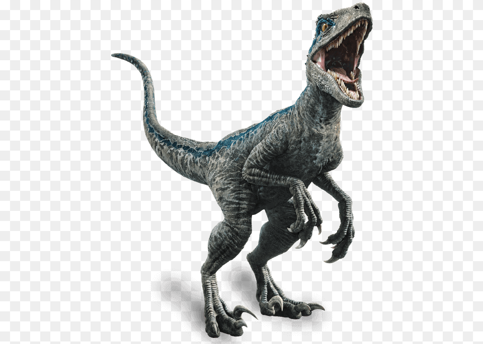 Jurassic World Fallen Kingdom Velociraptor Blue, Animal, Dinosaur, Reptile, T-rex Png