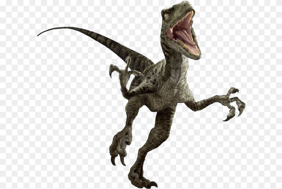 Jurassic World Velociraptor By Gmod Blue The Raptor, Animal, Dinosaur, Reptile, T-rex Png