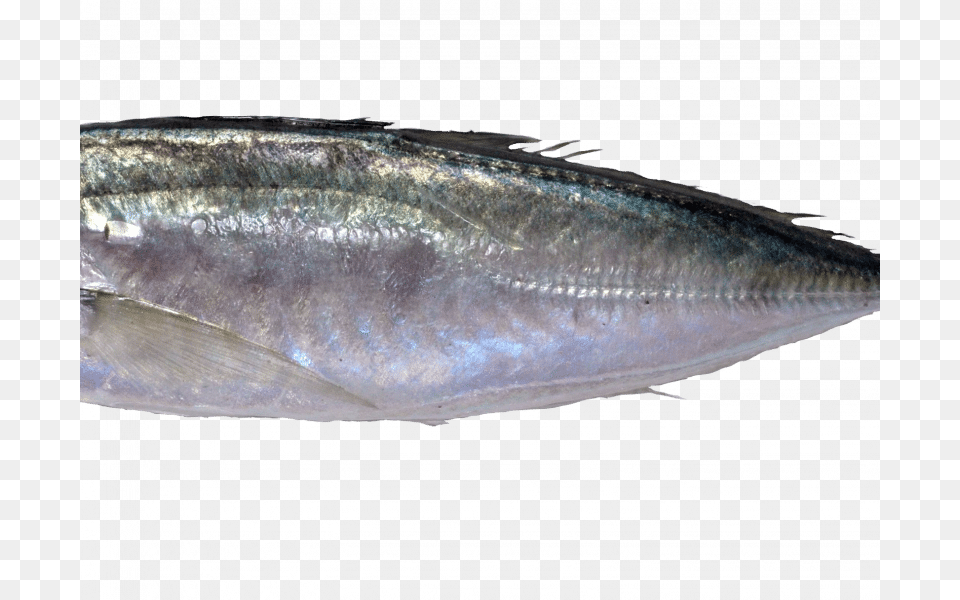 Jurel Mediterrneo Read More Atlantic Horse Mackerel, Animal, Fish, Sea Life, Tuna Free Transparent Png