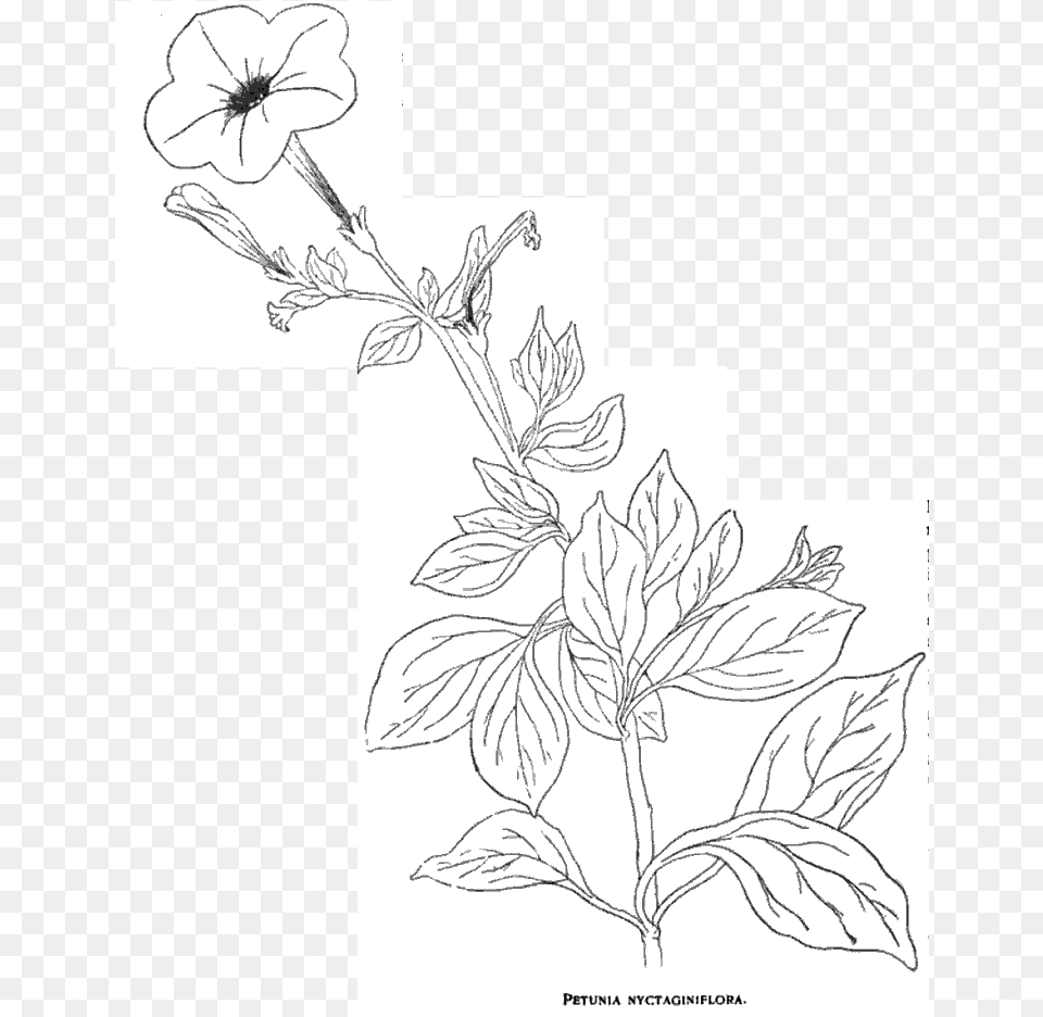 Jussieu Constructed The Genus Petunia And Named The Drawing, Art, Plant, Flower Png