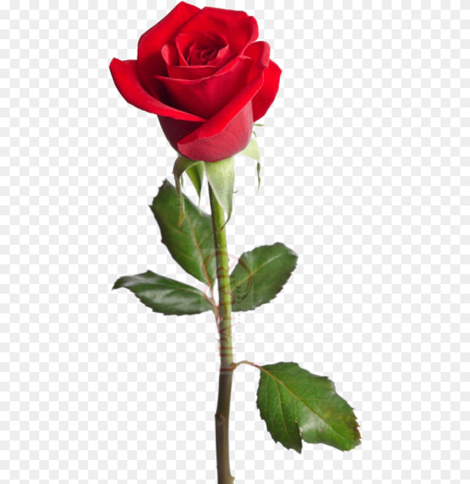 Just Another Life A Rose Happy Birthday Red Rose, Flower, Plant Free Png Download