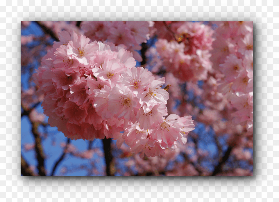 Just Buy My Canon 80d Cherry Blossom, Flower, Plant, Cherry Blossom, Petal Free Transparent Png
