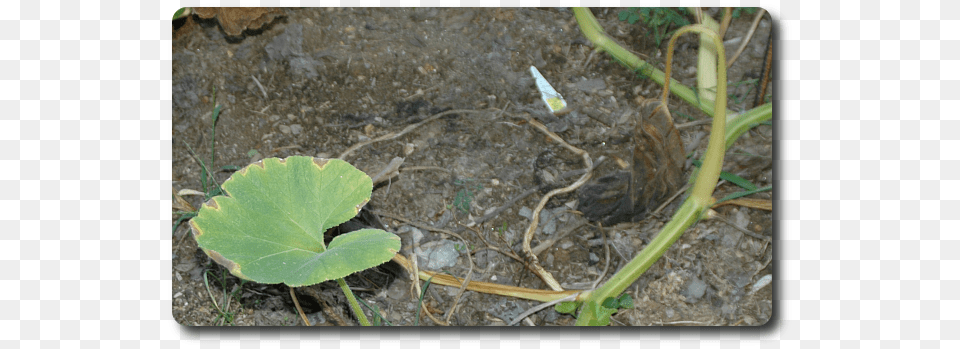 Just Drought Or Is Something Nefarious Behind My Wilted Squash Vine Borer, Leaf, Plant, Soil, Flower Free Png Download
