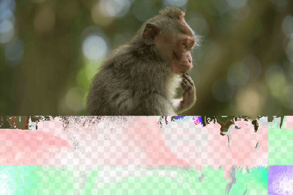 Just Hanging Out Rhesus Macaque, Animal, Mammal, Monkey, Wildlife Png