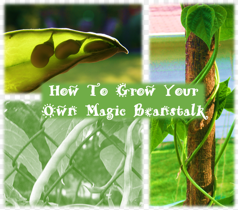 Just Like Jack Your Little Ones Can Use Special Magic Animal, Food, Plant, Produce, Bean Free Png Download