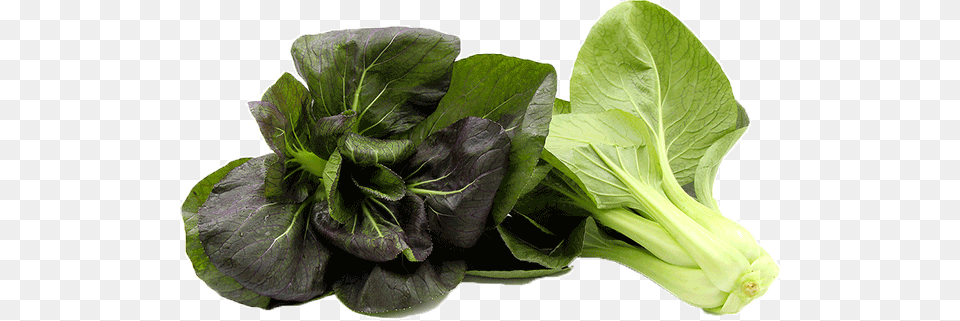 Just No Crypto Carrots Purple Magic Pak Choi, Food, Leafy Green Vegetable, Plant, Produce Png Image