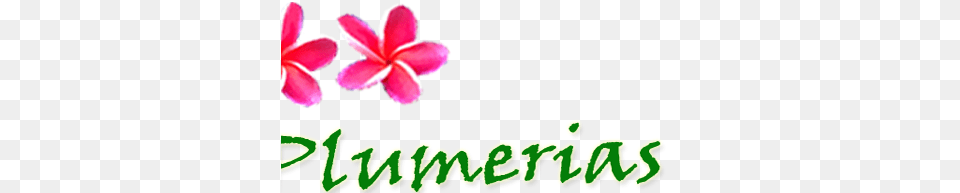 Just Plumeria Faq, Plant, Petal, Flower, Pattern Png Image