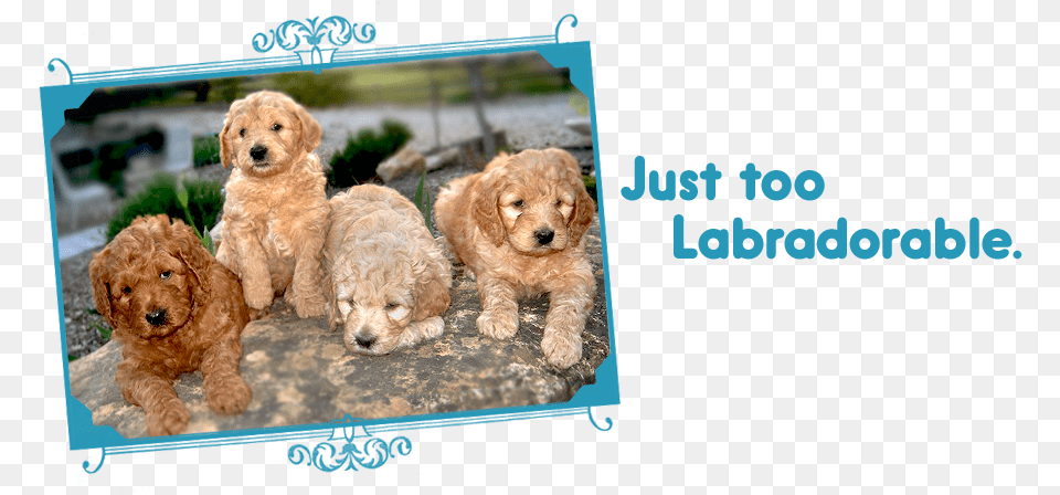 Just Too Labradorable Labradoodle Puppies On Loveable Goldendoodle, Animal, Canine, Dog, Mammal Free Png Download