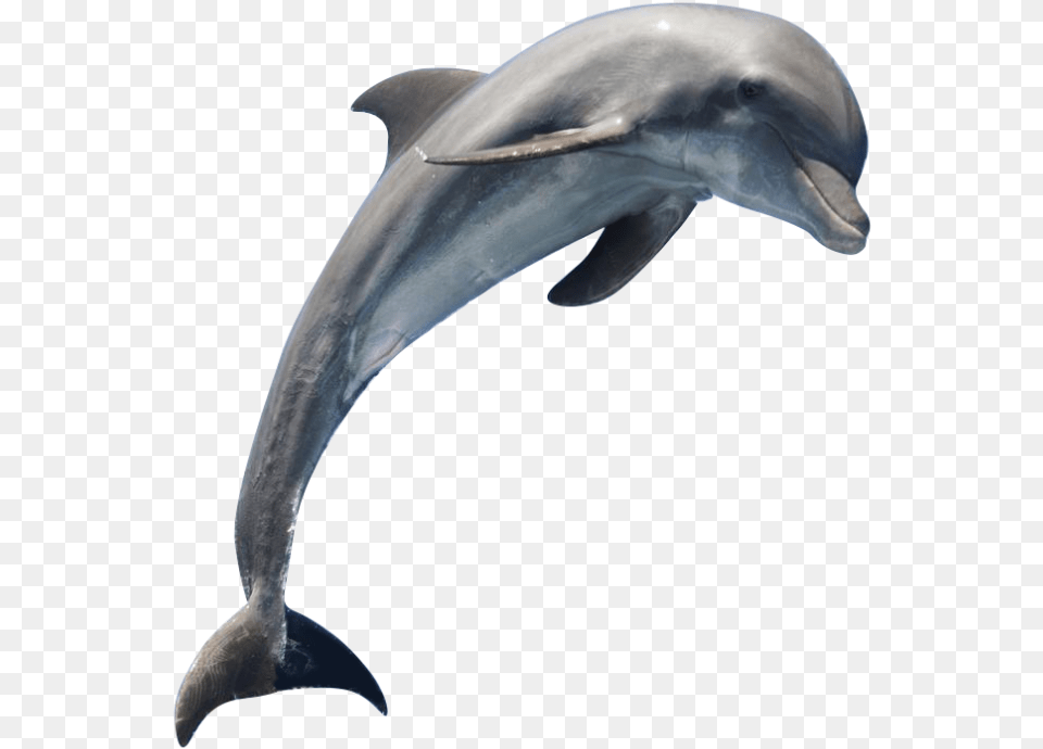 Justin Bieber Falling Unicycle, Animal, Dolphin, Mammal, Sea Life Free Transparent Png