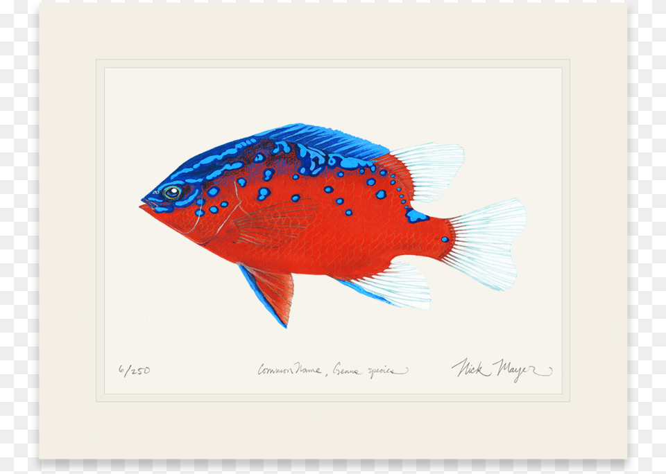 Juvenile Garibaldi Tropisches Fisch Zeichnen Karte, Animal, Fish, Sea Life Free Png