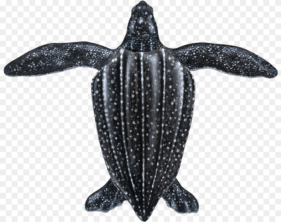 Juvenile Leatherback Sea Turtle, Animal, Reptile, Sea Life, Sea Turtle Free Png Download
