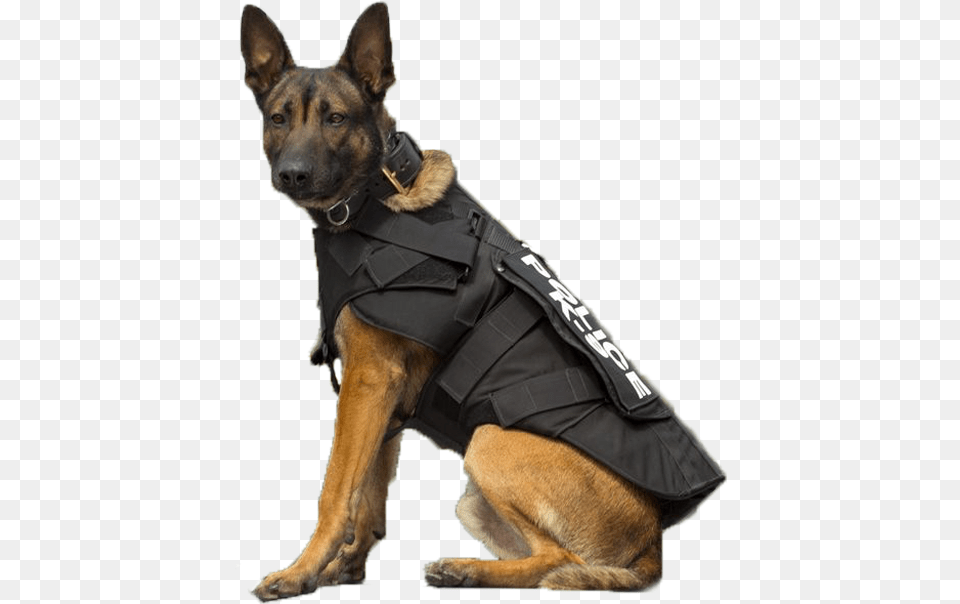 K 9 Police Dogs, Animal, Canine, Dog, Mammal Png