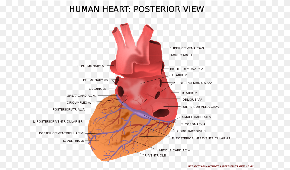 Kablam Human Heart Posterior View, Adult, Female, Person, Woman Free Png Download