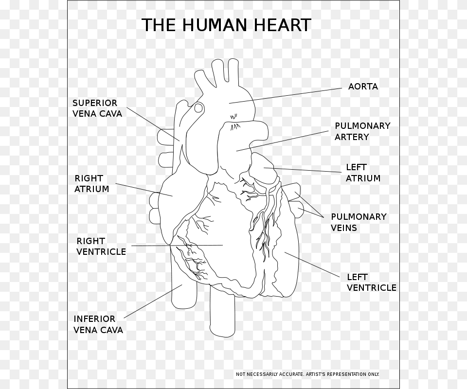 Kablam The Human Heart, Body Part, Hand, Person, Baby Png Image