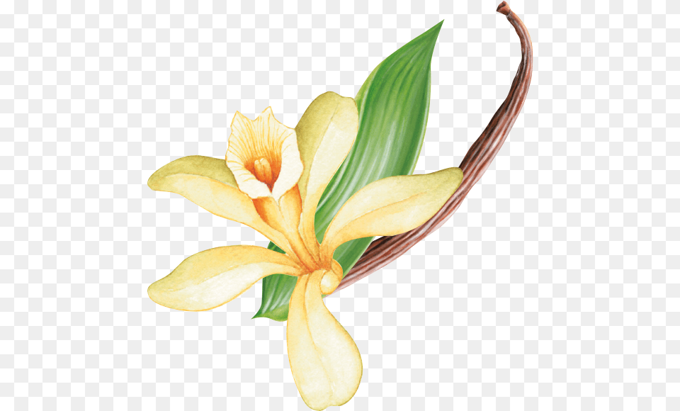 Kaffee Grafik Lily, Flower, Plant, Petal Png Image