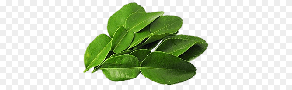 Kaffir Lime Leaves, Herbal, Plant, Leaf, Herbs Free Png