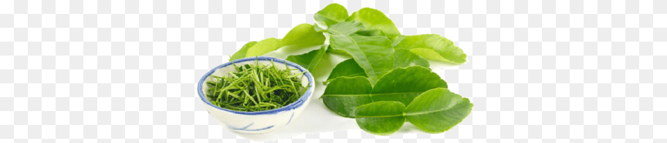 Kaffir Lime Leaves Arts Water Spinach, Herbal, Herbs, Leaf, Plant Free Transparent Png