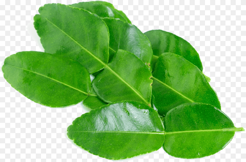 Kaffir Lime Leaves Background Image, Leaf, Plant Free Png