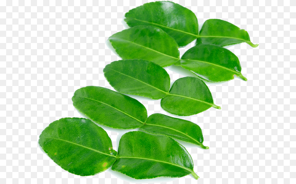 Kaffir Lime Leaves High Quality Kaffir Lime Leaf, Plant, Flower Free Transparent Png