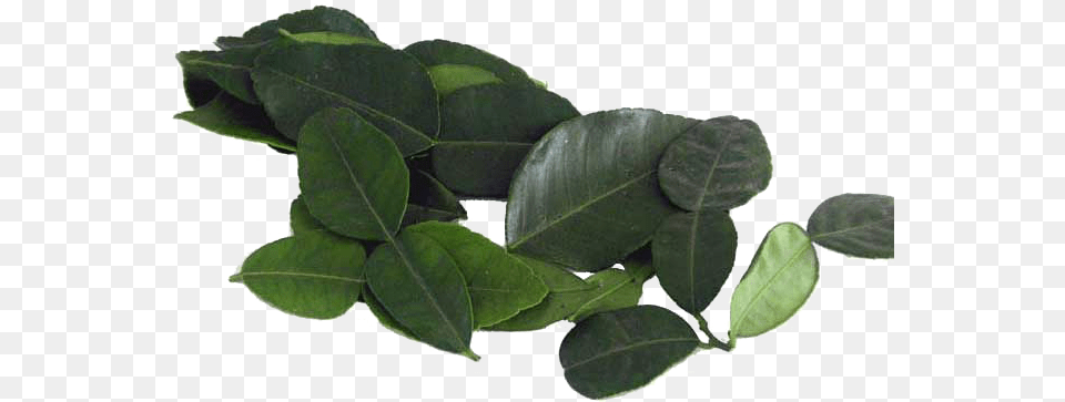 Kaffir Lime Leaves Background Arts Dark Green Tree Leaves, Leaf, Plant, Animal, Reptile Free Transparent Png