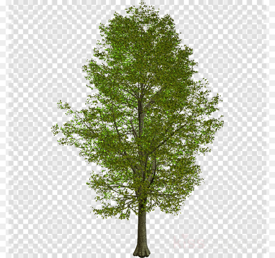 Kakyoin Noriaki, Oak, Plant, Sycamore, Tree Free Png Download