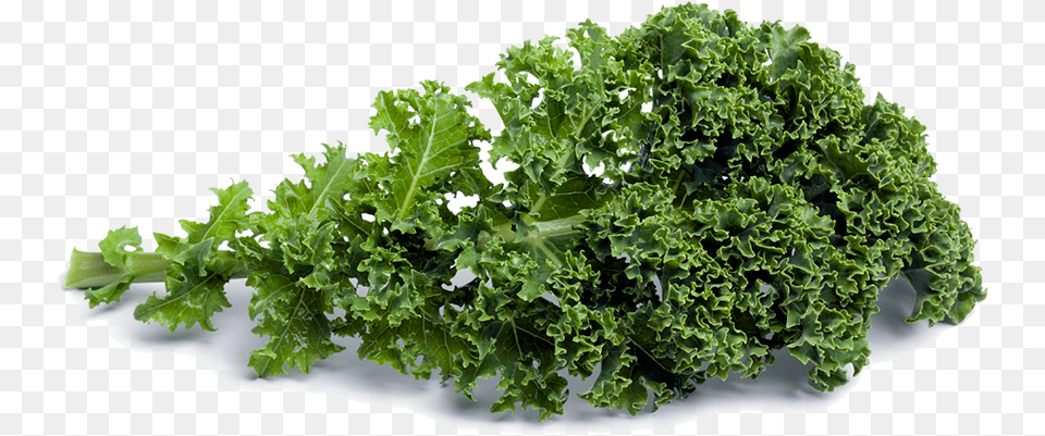 Kale 1 Image Kale, Food, Leafy Green Vegetable, Plant, Produce Free Png Download