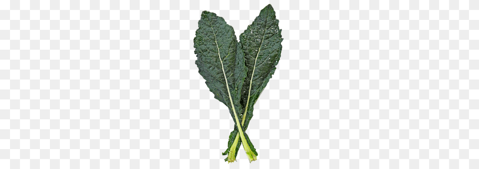 Kale Food, Leafy Green Vegetable, Plant, Produce Png