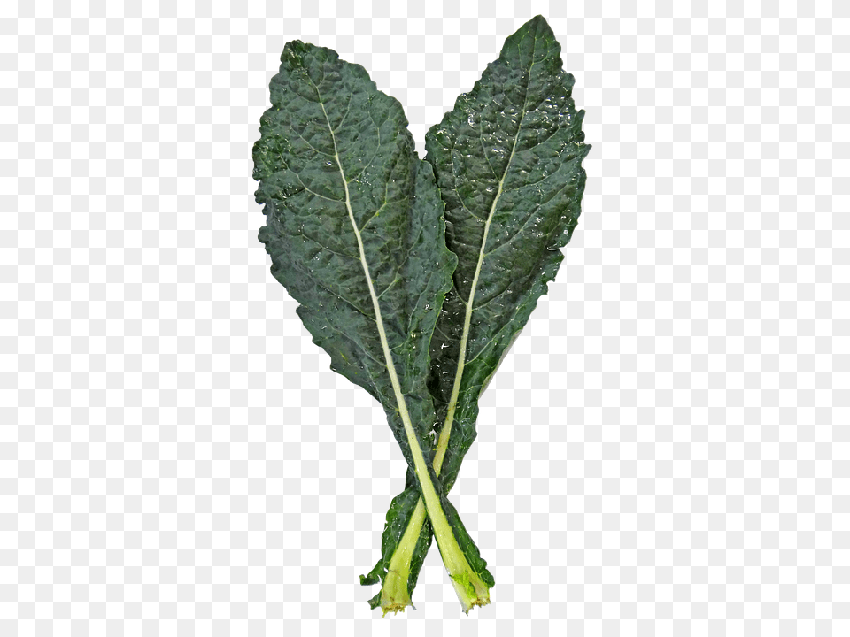Kale Food, Leaf, Leafy Green Vegetable, Plant Free Transparent Png